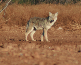 Picture of a coyote looking at the camera.